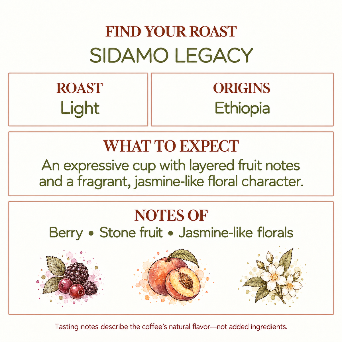 Sidamo Legacy Light Roast Coffee | Single-Origin | Ethiopia